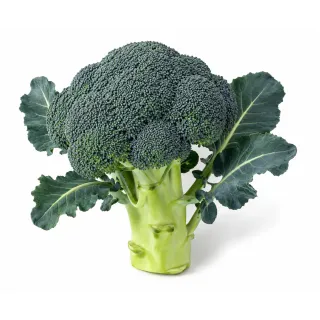 Compra BROCOLI PRETORIAN F1 PELICULAT (25.000 semințe) en la tienda online Fito Agrícola