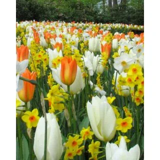 Compra BRIGHT SIDE (100 Unid.). en la tienda online Fito Agrícola