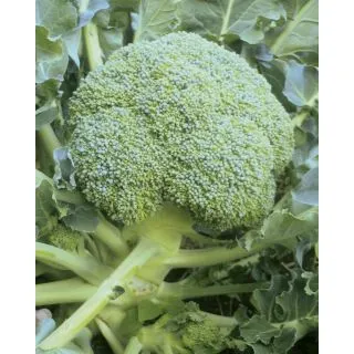 Compra BRÓCOLI PORDOI F1 (2.500 Semillas). en la tienda online Fito Agrícola