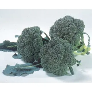 Compra BRÓCOLI PRIMOR F1 (10.000 Semillas). en la tienda online Fito Agrícola