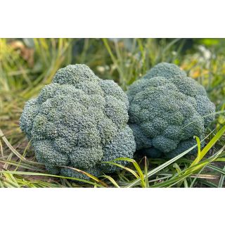 Compra BRÓCOLI ANDERSIA (25.000 Semillas) en la tienda online Fito Agrícola