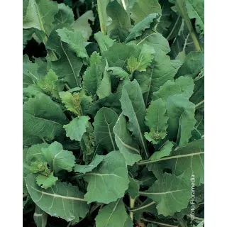 Compra BRÓCOLI DA GETTI E FOGLIE (2.500 Semillas). en la tienda online Fito Agrícola