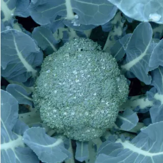 Compra BRÓCOLI GROTON F1 (2.500 Semillas) en la tienda online Fito Agrícola