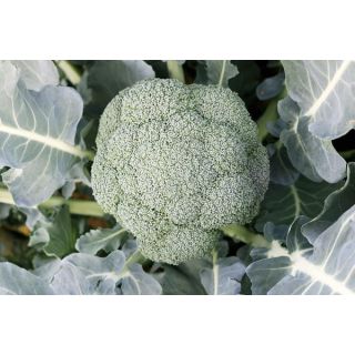 Compra BRÓCOLI LEONIDAS F1 (2.500 Semillas). en la tienda online Fito Agrícola