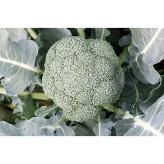 Compra BRÓCOLI LEONIDAS F1 (2.500 Semillas). en la tienda online Fito Agrícola