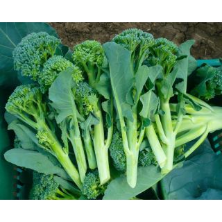 Compra BRÓCOLI LIMBA F1 (2.500 Semillas). en la tienda online Fito Agrícola