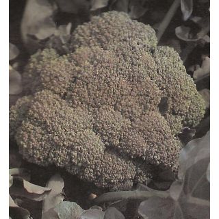 Compra BRÓCOLI MERIT F1 (2.500 Semillas) en la tienda online Fito Agrícola