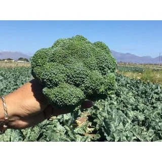 Compra BRÓCOLI NAXOS F-1 (100.000 Semillas) en la tienda online Fito Agrícola