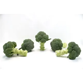Compra BROCOLI NEMESIS F1 (2.500 semințe) en la tienda online Fito Agrícola