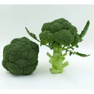 Compra BRÓCOLI TEMPLARIO F1 (2.500 Semillas) en la tienda online Fito Agrícola