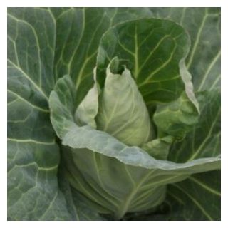 Compra COL TANTOUR F1 Sin Tratar (2.500 Semillas) en la tienda online Fito Agrícola