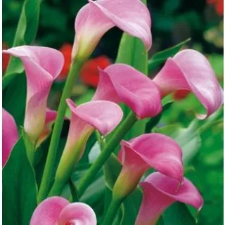 Compra CALA GARNET GLOW (25 Unid.). en la tienda online Fito Agrícola