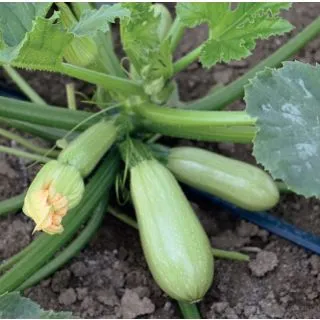 Compra CALABACÍN FIORITO Calibrado F1 (250 Semillas). en la tienda online Fito Agrícola