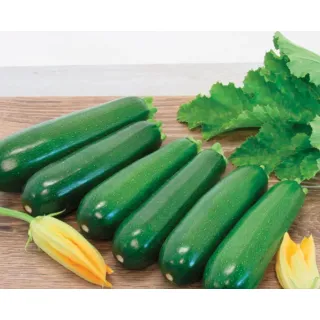 Compra CALABACÍN RENEGADE F1 (1.000 Semillas). en la tienda online Fito Agrícola