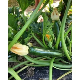 Compra CALABACÍN DIETARY F1 (1.000 Semillas). en la tienda online Fito Agrícola