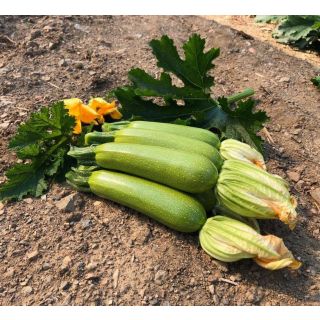 Compra CALABACÍN IMPERATOR F1 (1.000 Semillas) en la tienda online Fito Agrícola