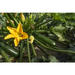 Compra CALABACÍN LINIAC F1 (1.000 Semillas) en la tienda online Fito Agrícola