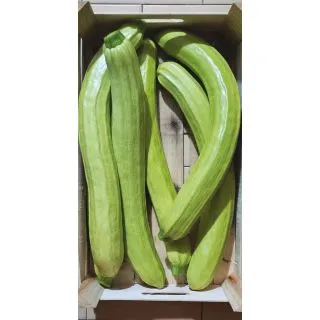 Compra CALABACÍN TANO F1 (2.500 Semillas). en la tienda online Fito Agrícola