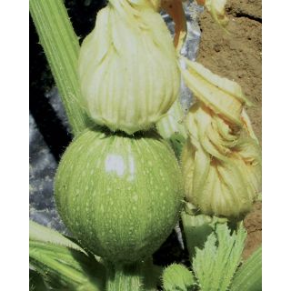 Compra CALABACÍN TONDO CHIARO DI TOSCANA (2.500 Semillas). en la tienda online Fito Agrícola