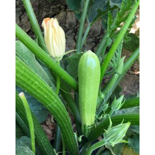 Compra CALABACÍN VALERIA F1 (1.000 Semillas). en la tienda online Fito Agrícola