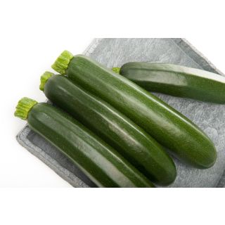 Compra CALABACÍN VELAZQUEZ F-1 (1.000 Semillas) en la tienda online Fito Agrícola