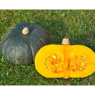 Compra CALABAZA FAT MAN F1 (500 Semillas). en la tienda online Fito Agrícola