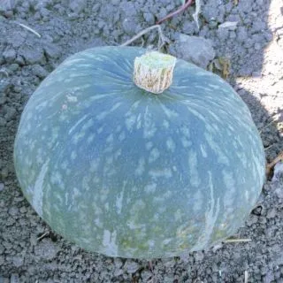 Compra CALABAZA GUINET F1 (1000 Semillas) en la tienda online Fito Agrícola