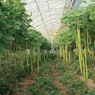 Compra CALABAZA LAGENARIA SICILIANA LARGA (500 semințe). en la tienda online Fito Agrícola