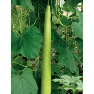 Compra CALABAZA LAGENARIA SICILIANA CORTA (2.500 Semillas). en la tienda online Fito Agrícola