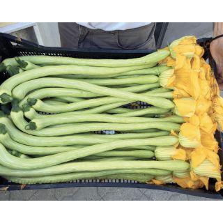 Compra CALABAZA MOANA F1 (500 Semillas). en la tienda online Fito Agrícola