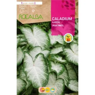 Compra CALADIUM AARON en la tienda online Fito Agrícola