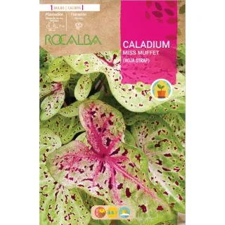 Compra CALADIUM MISS MUFFET en la tienda online Fito Agrícola