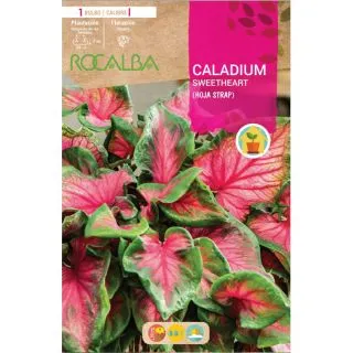 Compra CALADIUM SWEETHEART en la tienda online Fito Agrícola