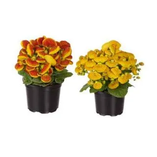 Compra CALCEOLARIA DAINTY MIX (240 plante). en la tienda online Fito Agrícola