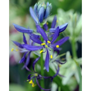 Compra CAMASSIA QUAMASH (25 Unid.). en la tienda online Fito Agrícola