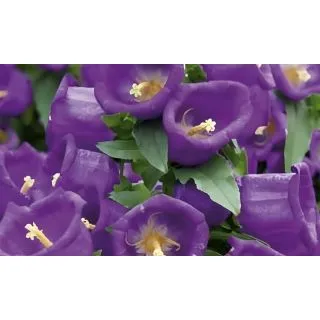 Compra CAMPANULA APPEAL DEEP BLUE (240 plante). en la tienda online Fito Agrícola