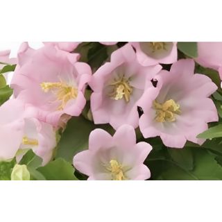 Compra CAMPÁNULA APPEAL PINK (240 Plantas). en la tienda online Fito Agrícola