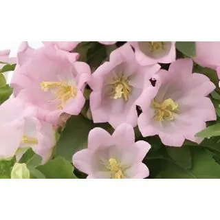 Compra CAMPANULA APPEAL PINK (240 plante). en la tienda online Fito Agrícola