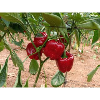 Compra PIMIENTO CAMPECHE F1 (1000 Semillas) en la tienda online Fito Agrícola