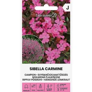 Compra CAMPION SIBELLA CARMINE (20 semințe). en la tienda online Fito Agrícola
