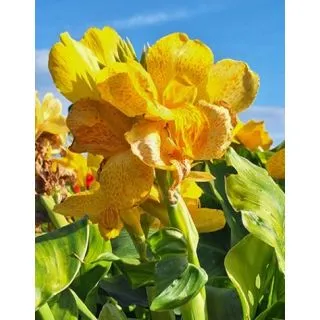 Compra CANNA CLEOPATRA YELLOW (25 Unid.). en la tienda online Fito Agrícola