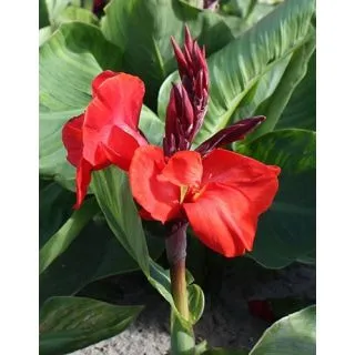 Compra CANNA RED BEAUTY (25 Unid.). en la tienda online Fito Agrícola