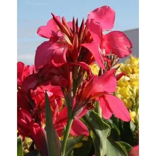 Compra CANNA SHINING PINK (25 Unid.). en la tienda online Fito Agrícola
