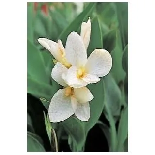 Compra CANNA TROPICAL WHITE (50 semințe). en la tienda online Fito Agrícola