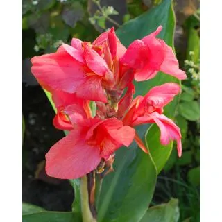 Compra CANNA PINK FUTURITY (25 Unid.). en la tienda online Fito Agrícola