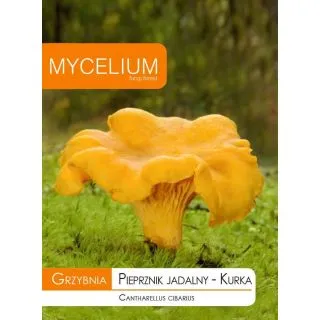 Compra MICELIO REBOZUELO COMESTIBLE C. cibarius (10 g) en la tienda online Fito Agrícola