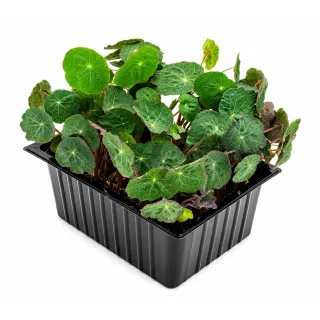 Compra CAPUCHINA ROJA MICROGREENS BIO (500 gr.). en la tienda online Fito Agrícola
