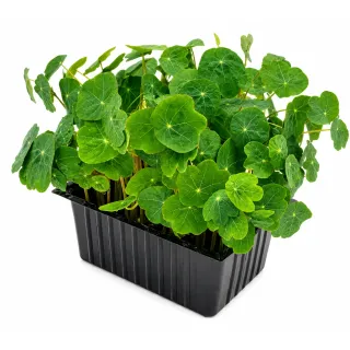 Compra CAPUCHINA VERDE MICROGREENS BIO (500 gr.). en la tienda online Fito Agrícola