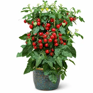Compra TOMATE CATCH RED F1|Pillar (1.000 Semillas). en la tienda online Fito Agrícola