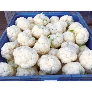 Compra COLIFLOR JUBERA F-1 (5.000 Semillas) en la tienda online Fito Agrícola